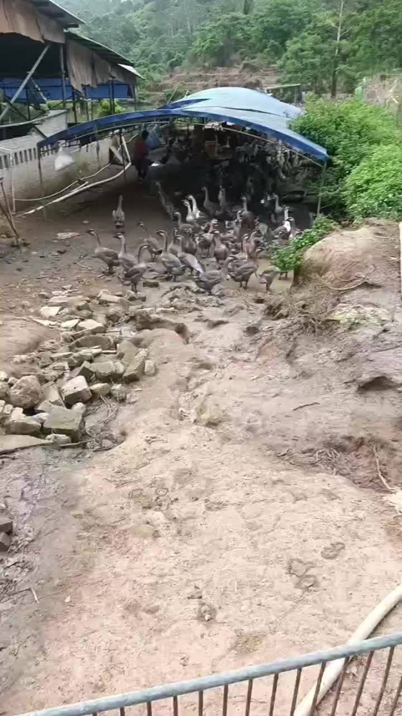 黑狮头鹅