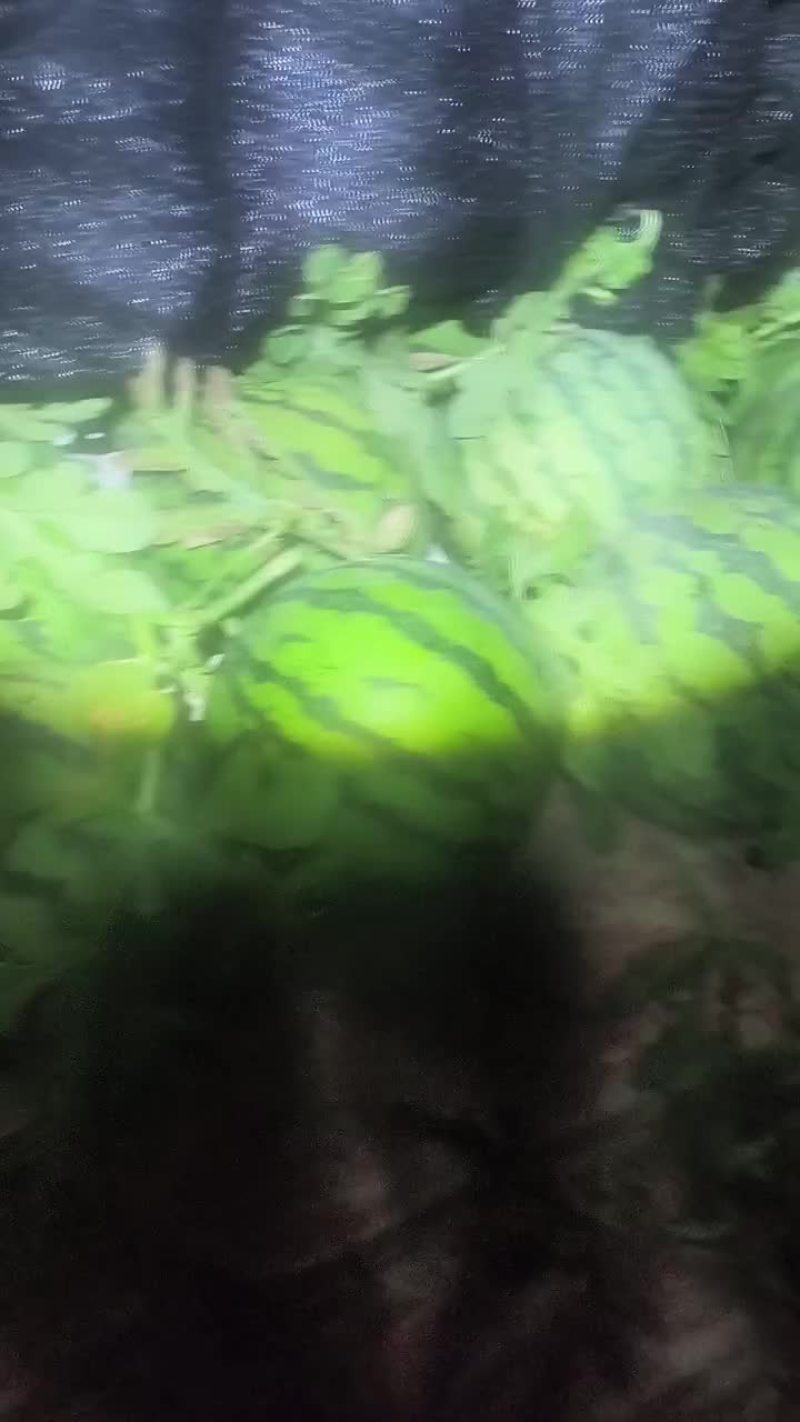 南汇8424