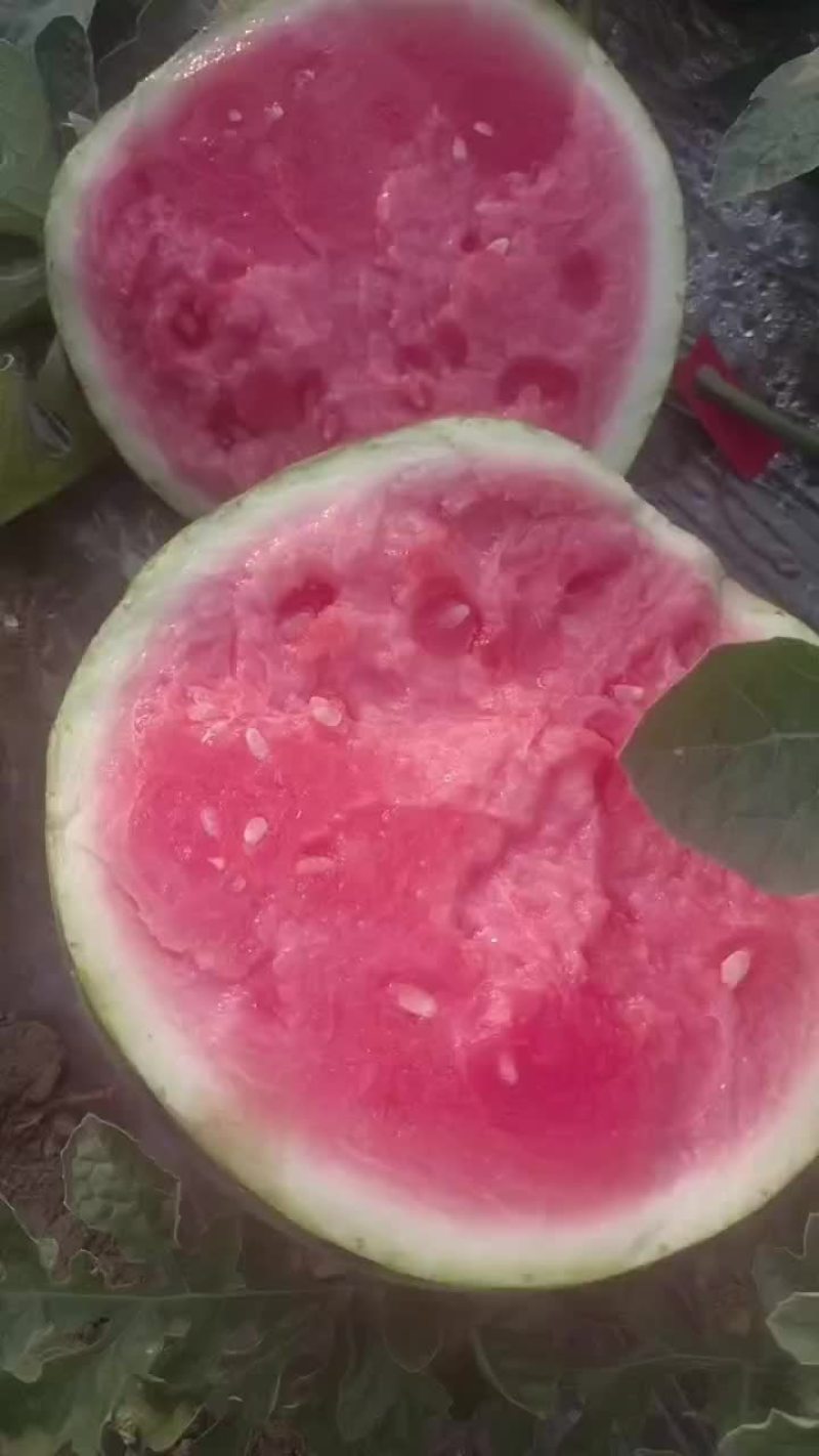 美都无籽西瓜