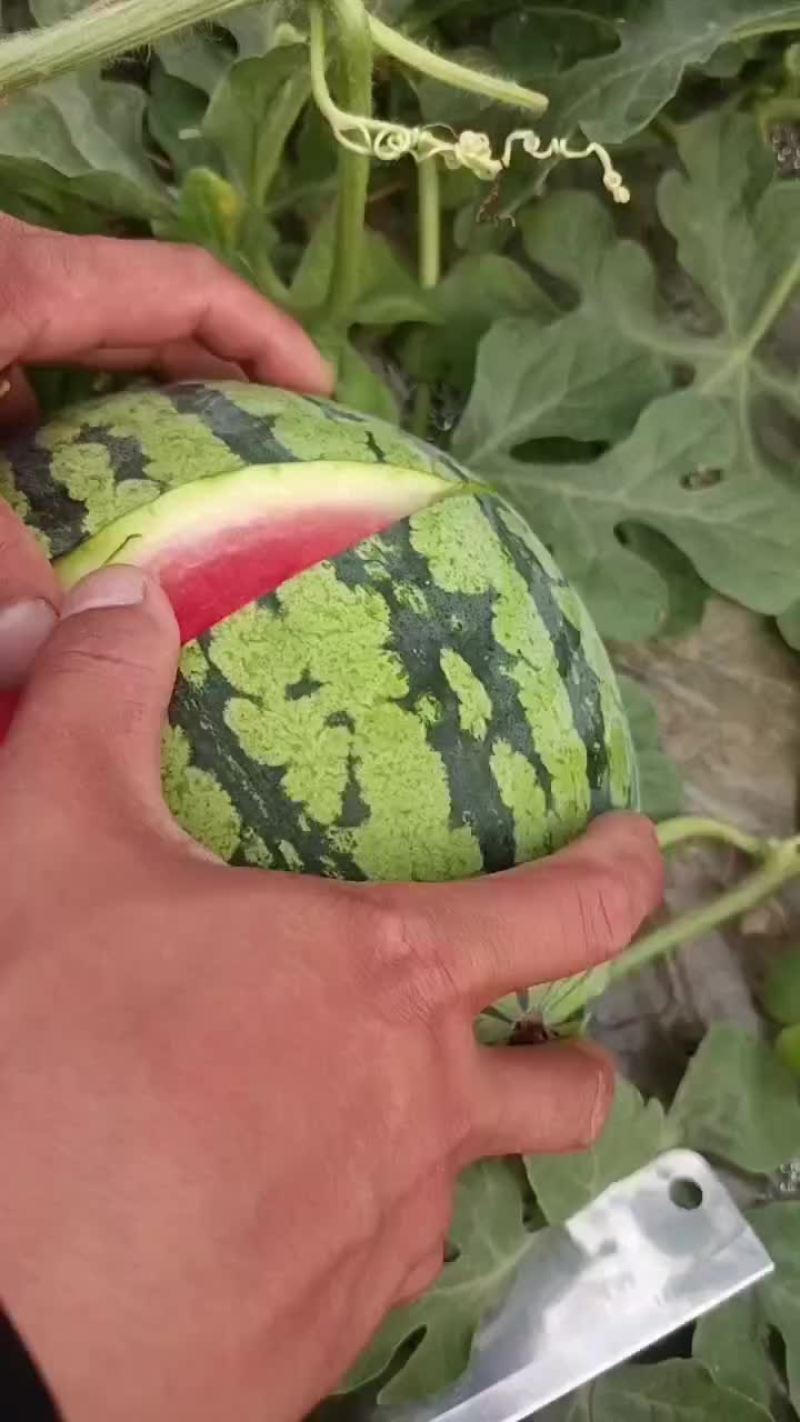 美都无籽西瓜