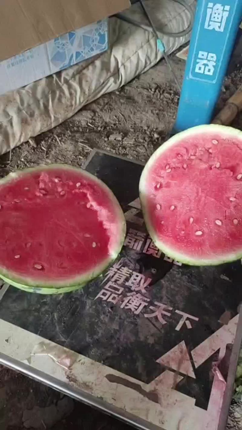 美都无籽西瓜
