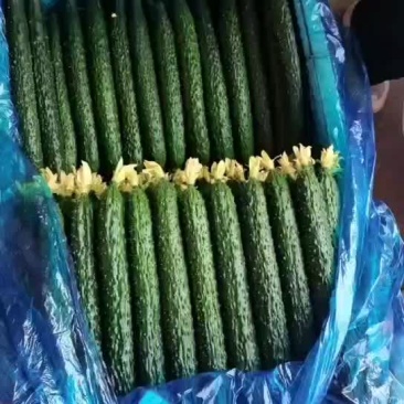黄瓜