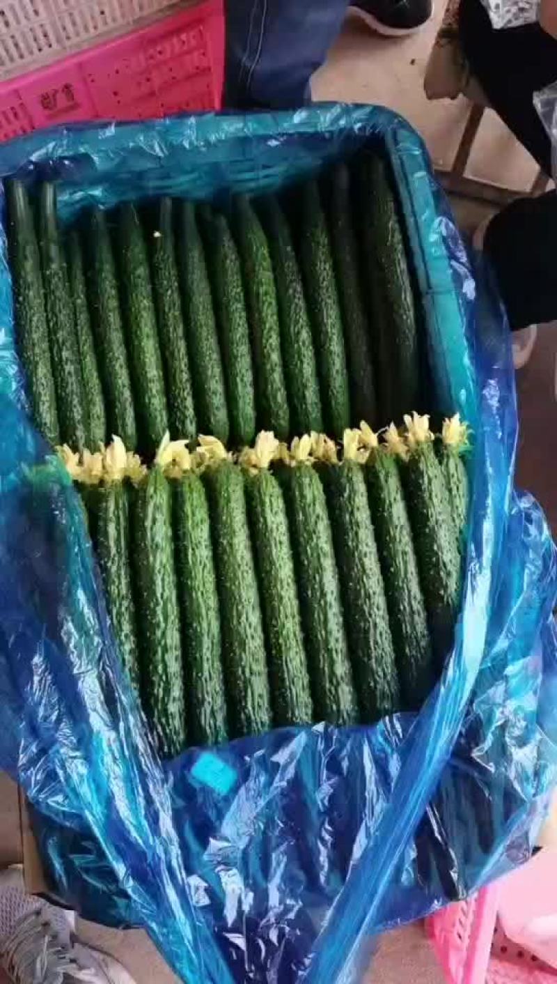 黄瓜