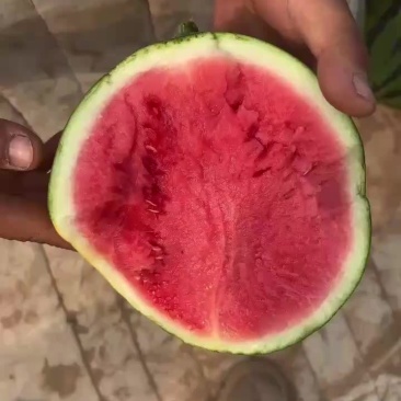 永清大棚西瓜