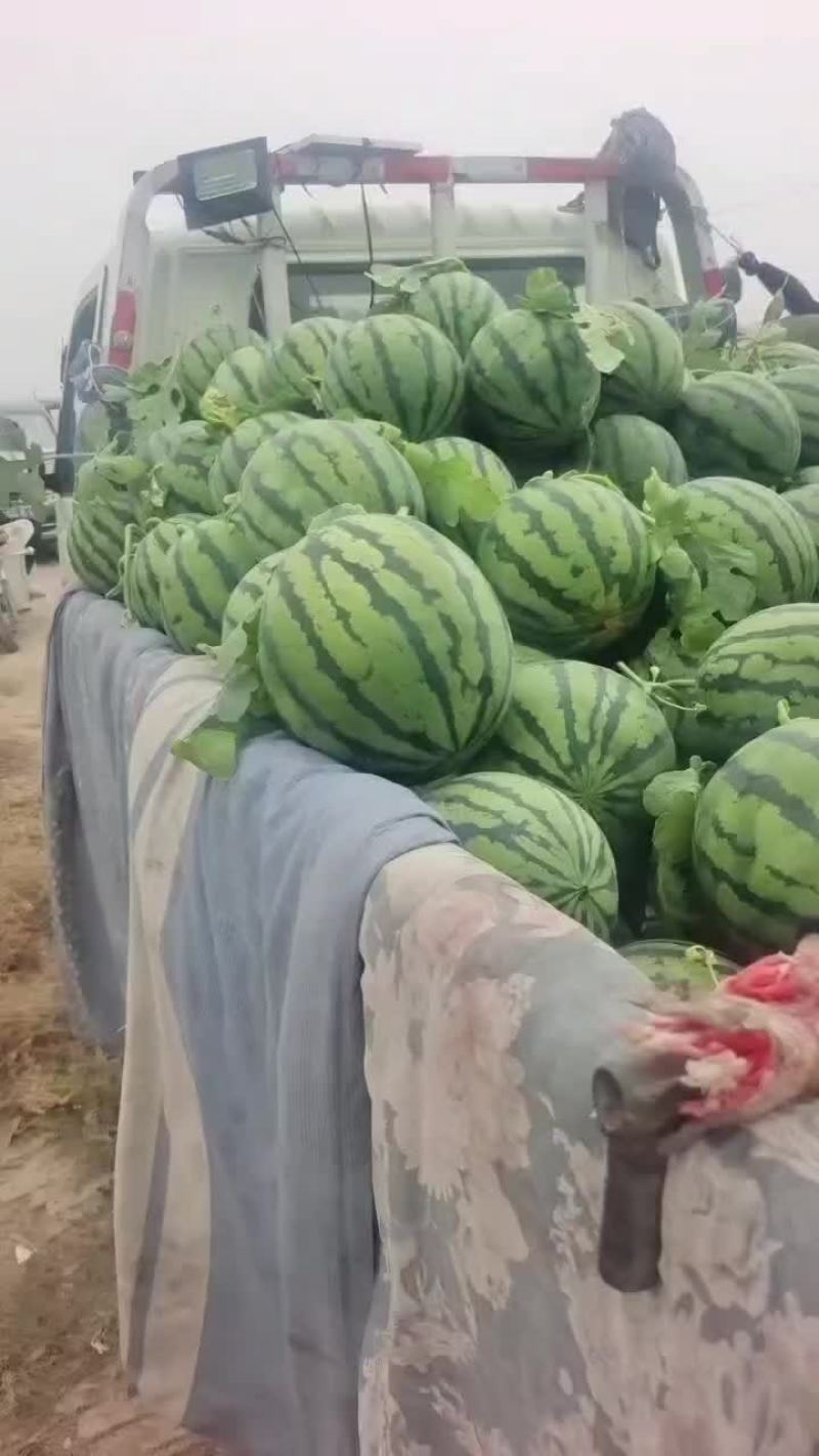 永清大棚西瓜