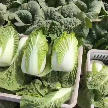 精品白菜