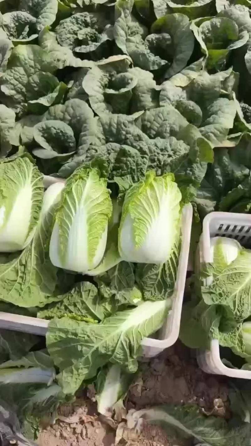精品白菜