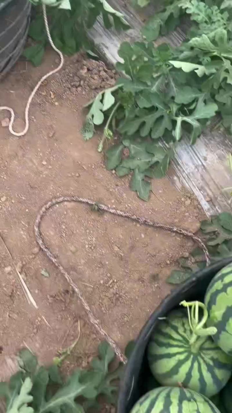 西瓜