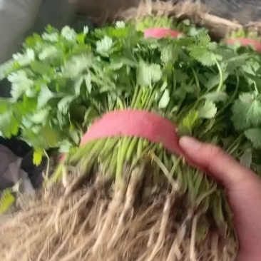 精品香菜
