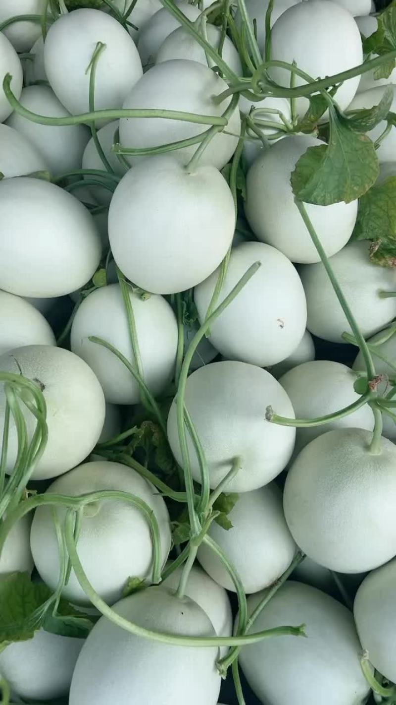 玉菇甜瓜