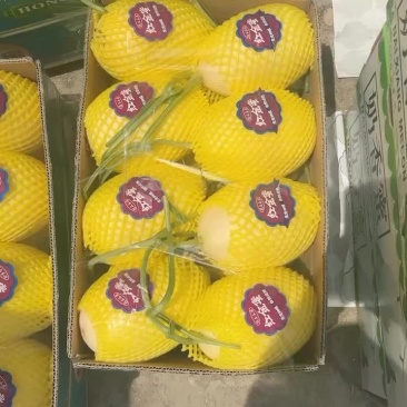 红金蜜