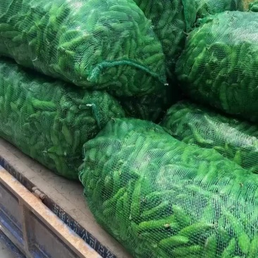 蚕豆