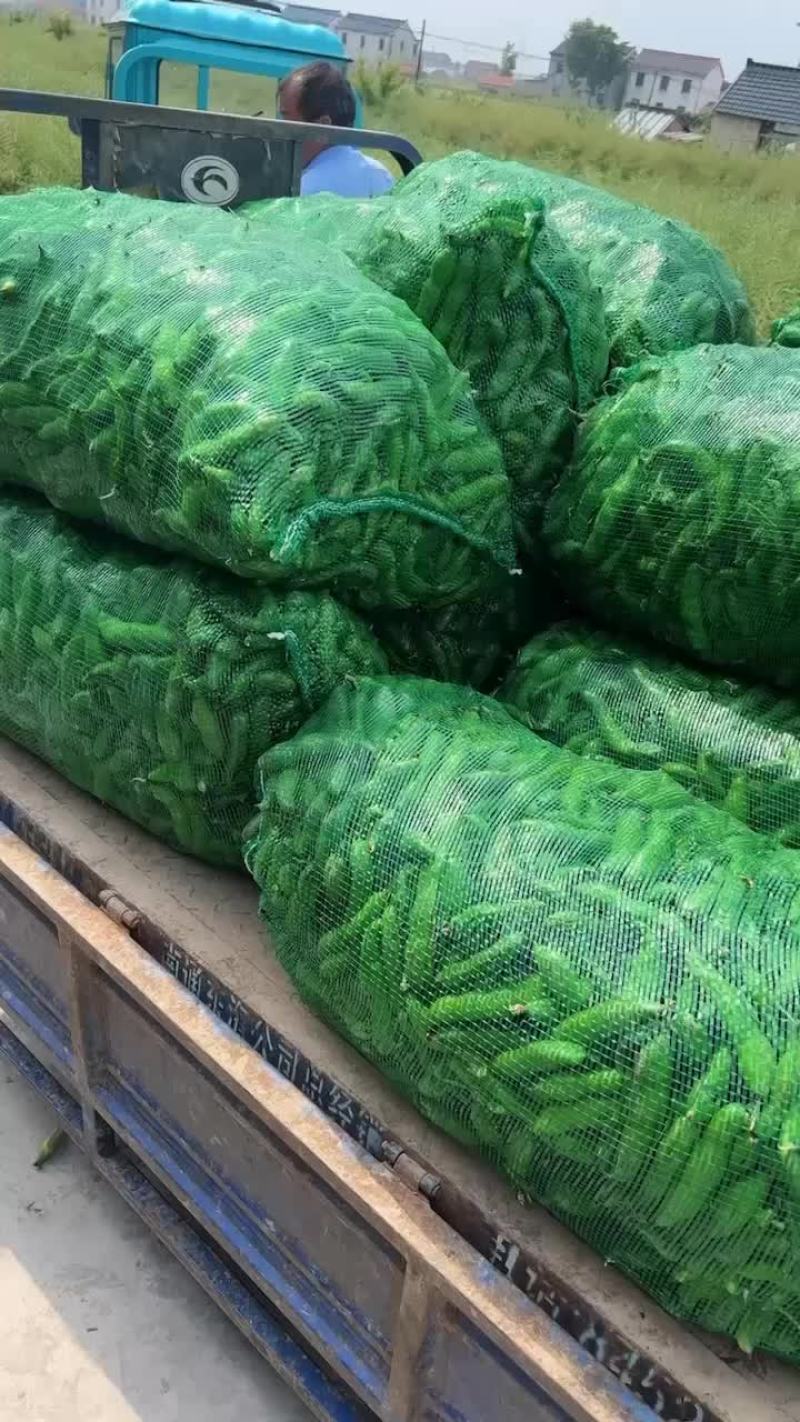 蚕豆