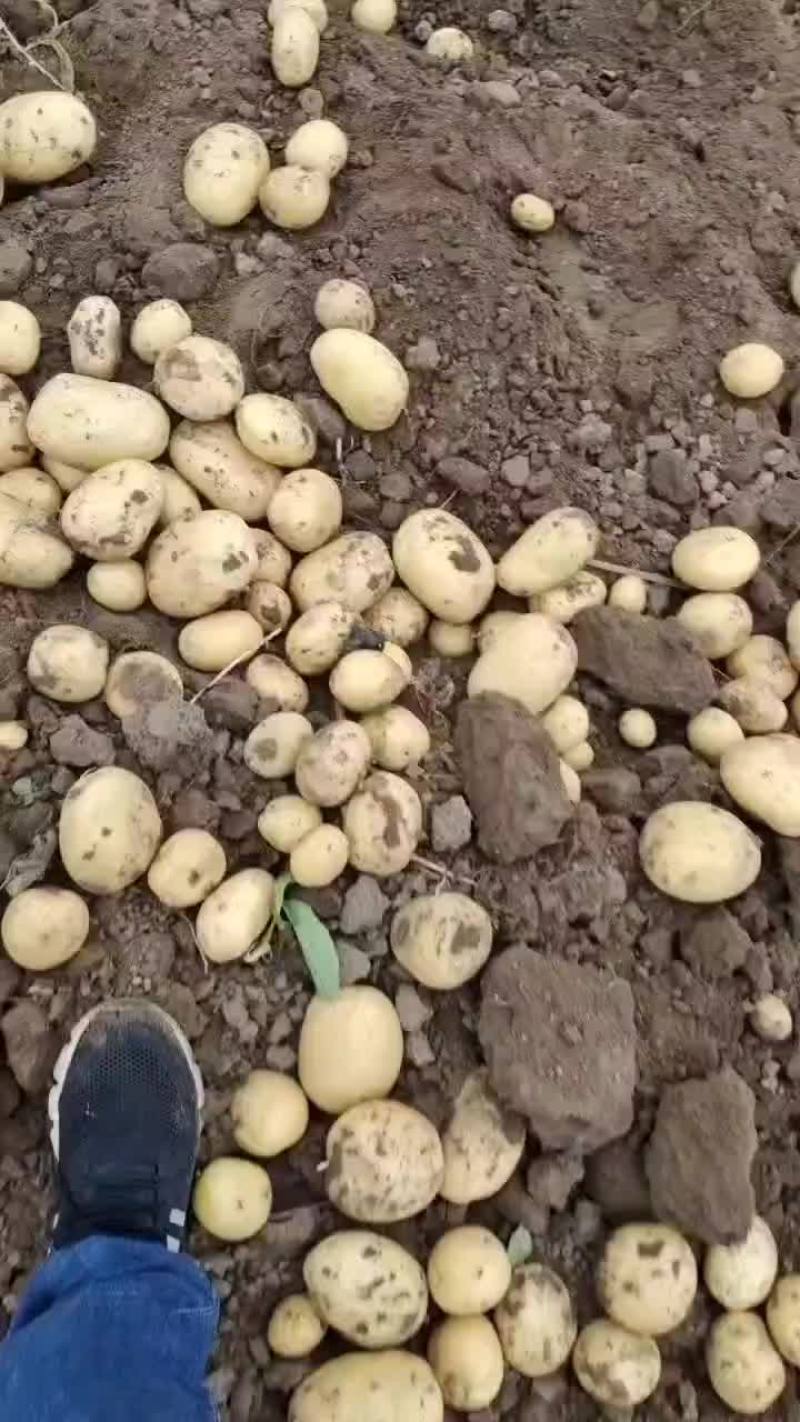 秦皇岛昌黎土豆大量上市