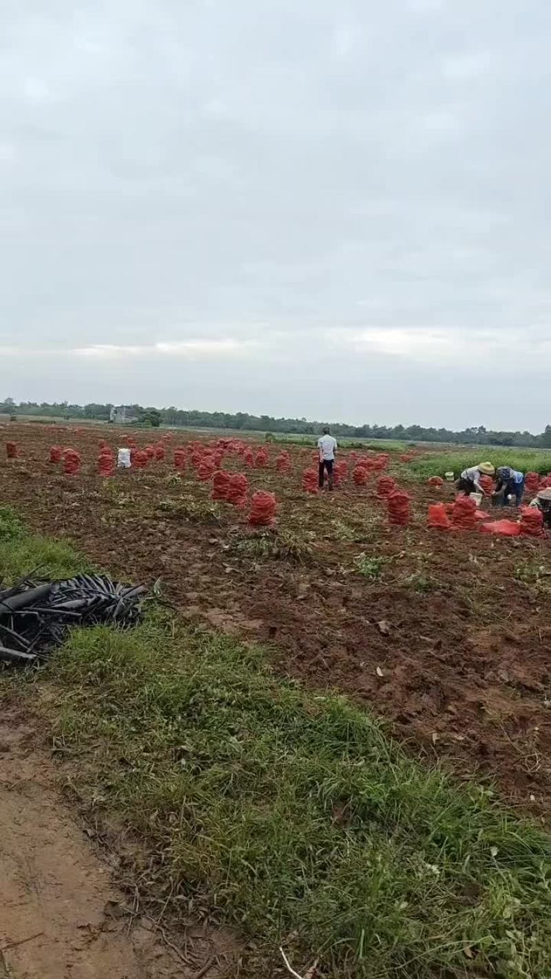 西瓜红蜜薯电商市场超市大量供应，量大从优，欢迎订购。