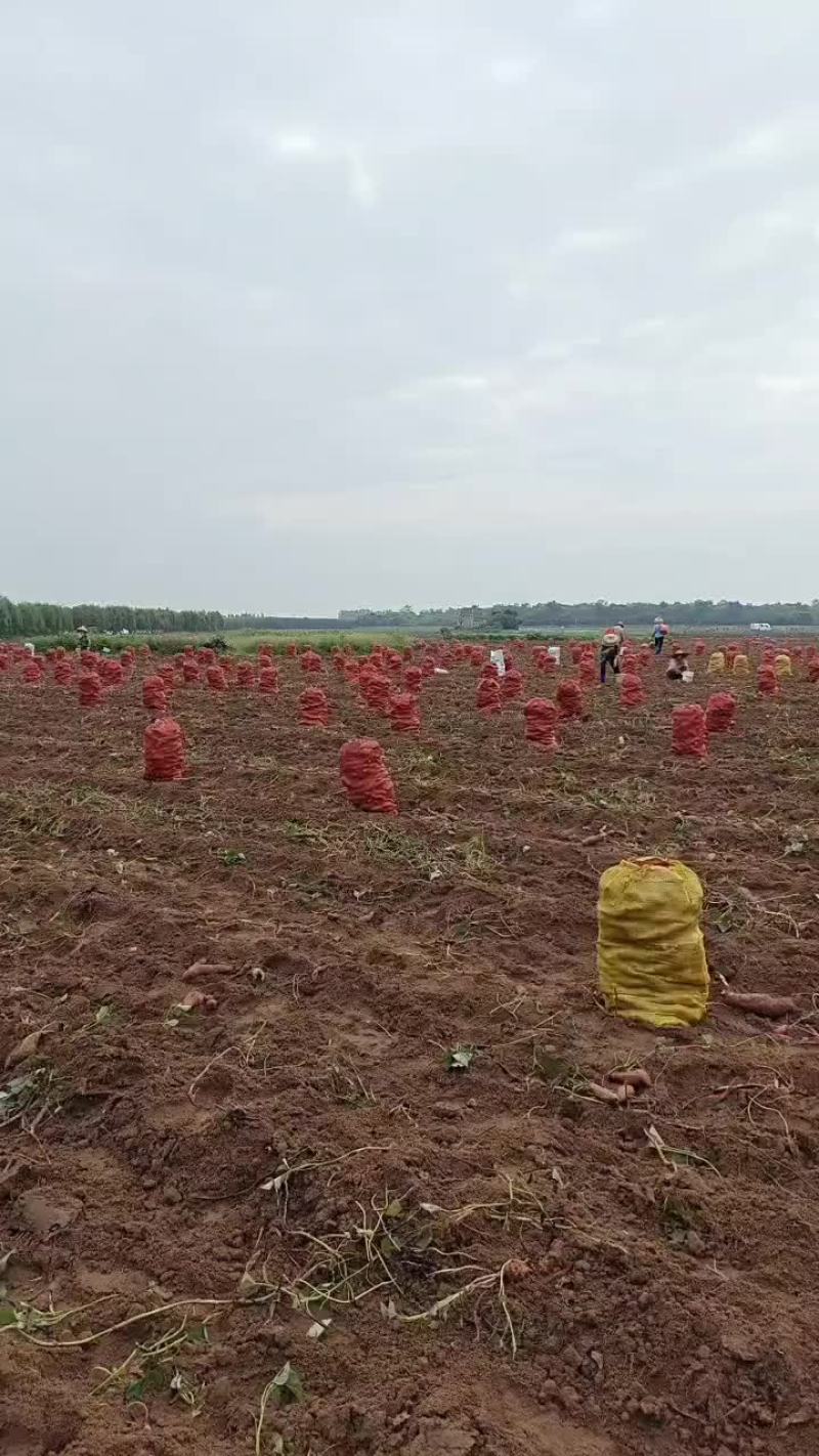 西瓜红蜜薯电商市场超市大量供应，量大从优，欢迎订购。