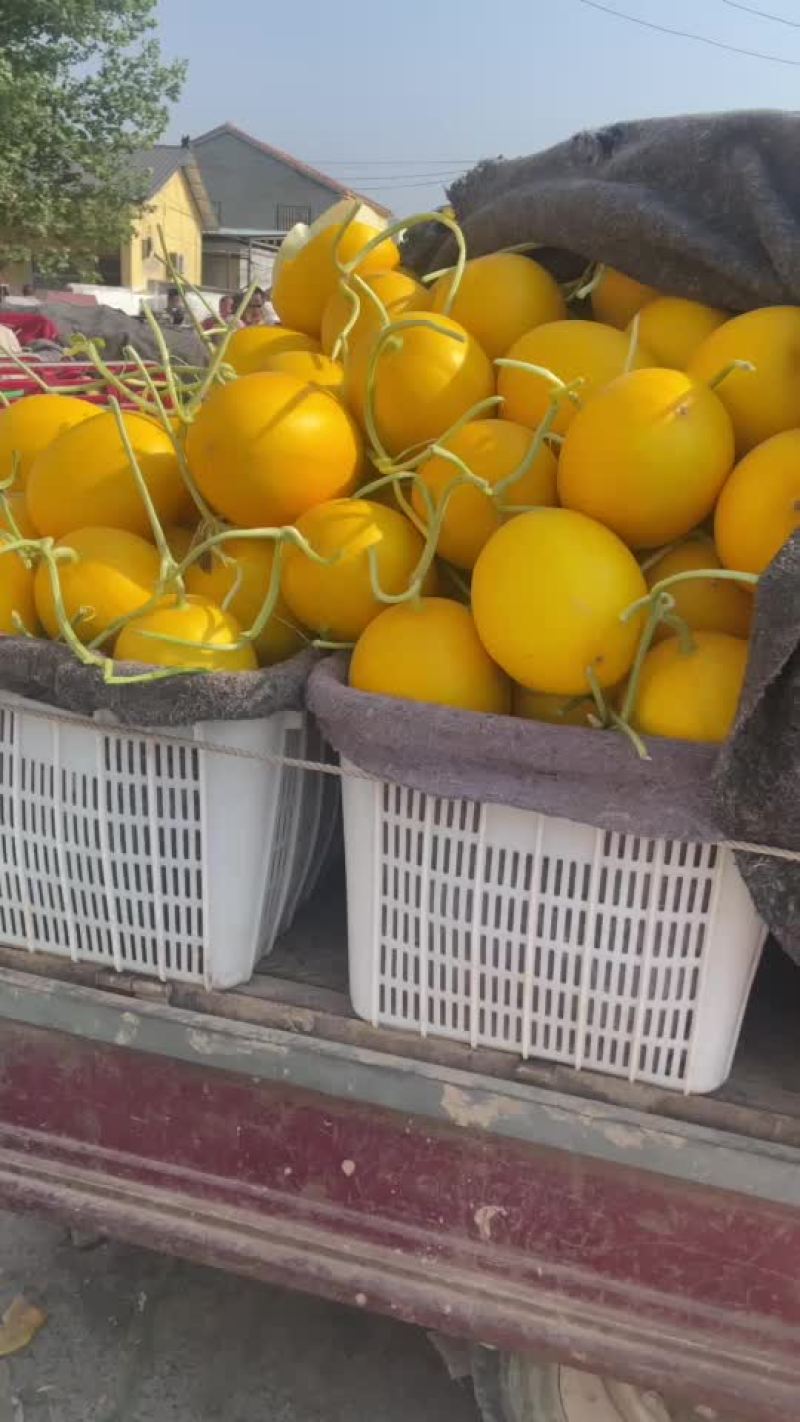玉菇黄皮红肉脆梨鲁后甜