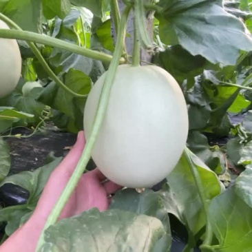 玉菇黄皮红肉脆梨鲁后甜