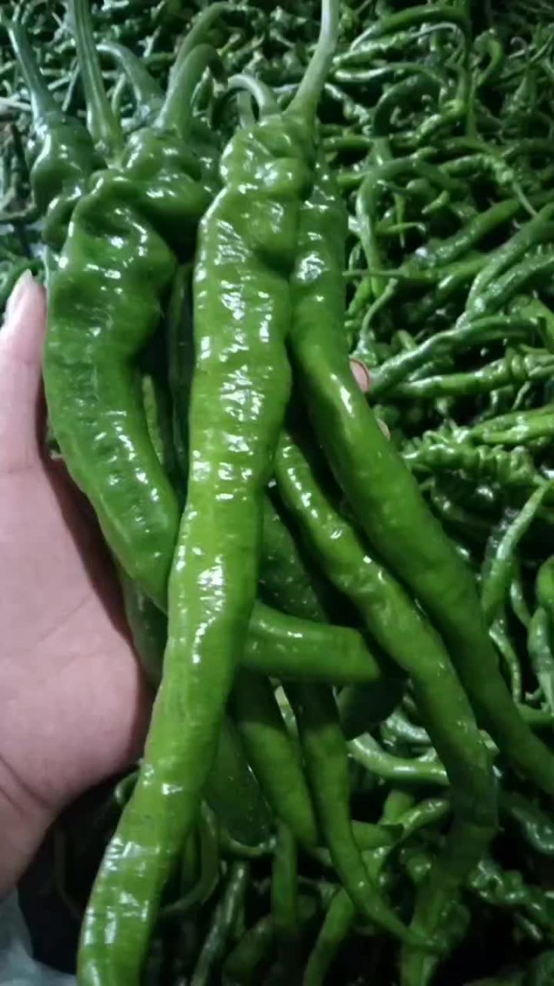 螺丝辣椒