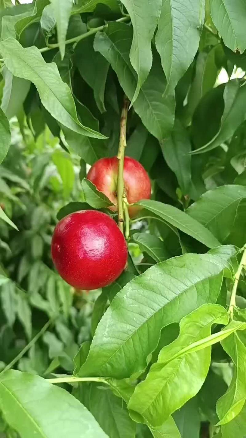 中油十八