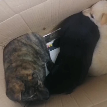 小虎斑犬