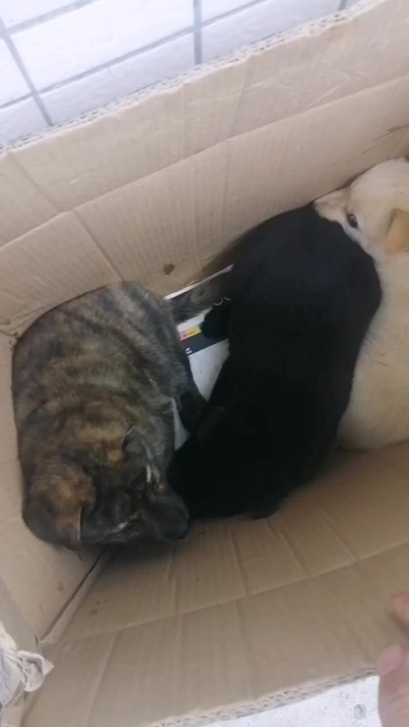 小虎斑犬