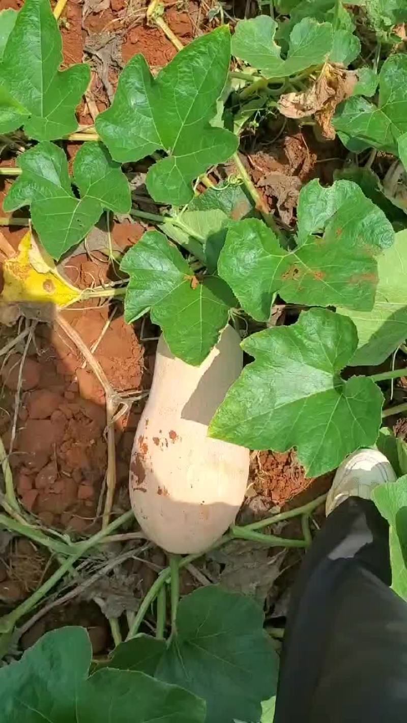 密本南瓜