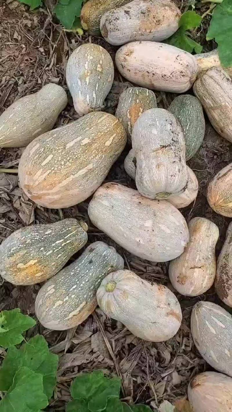 密本南瓜