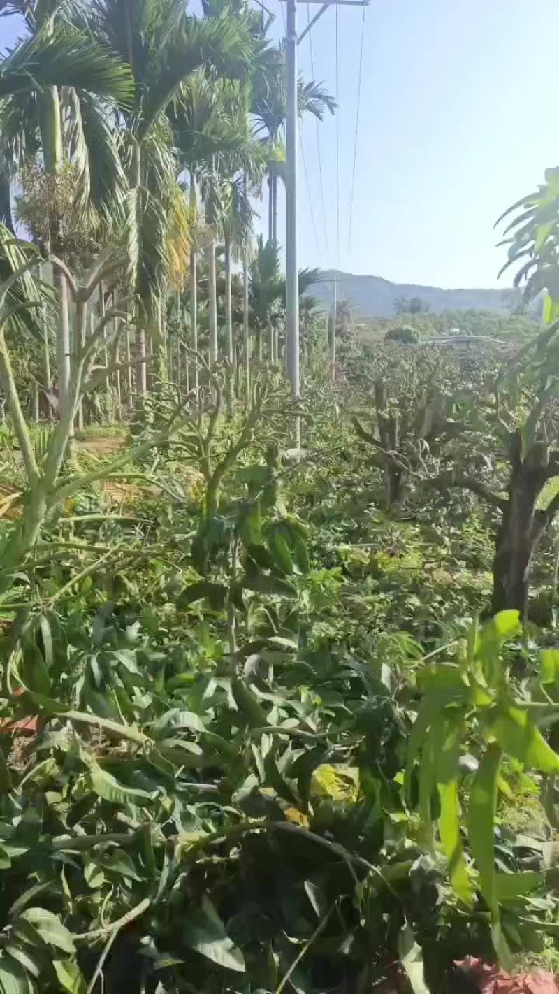 200亩芒果平地