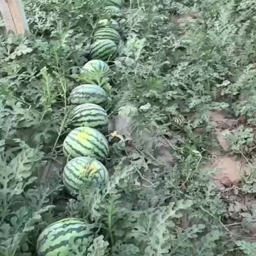 西瓜