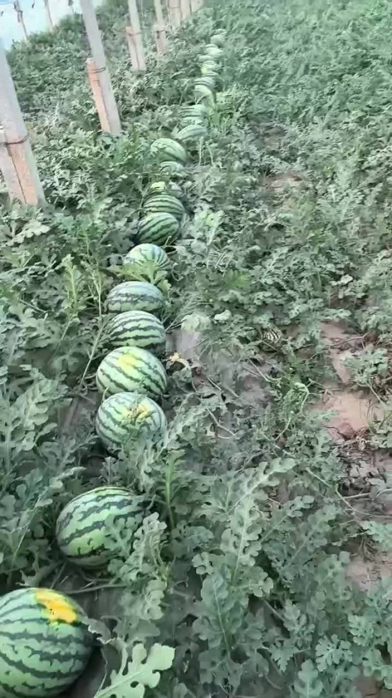 西瓜