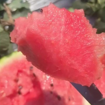 精品甜王