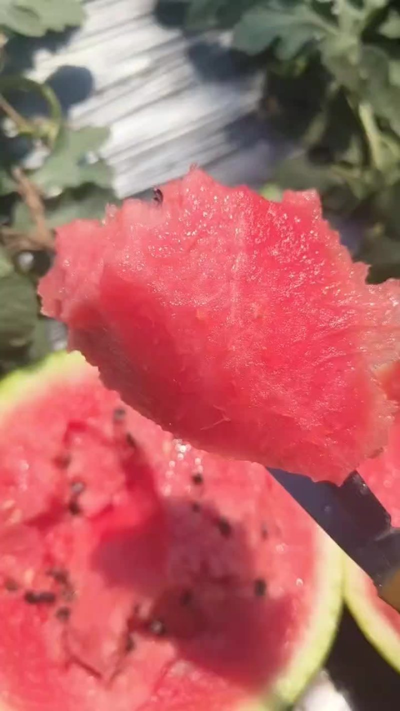 精品甜王