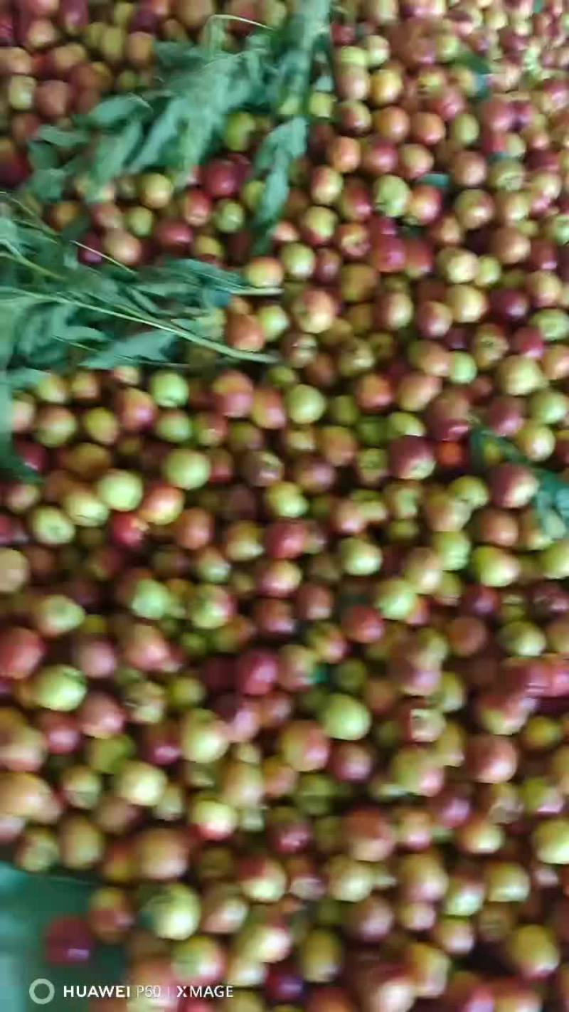 中油19