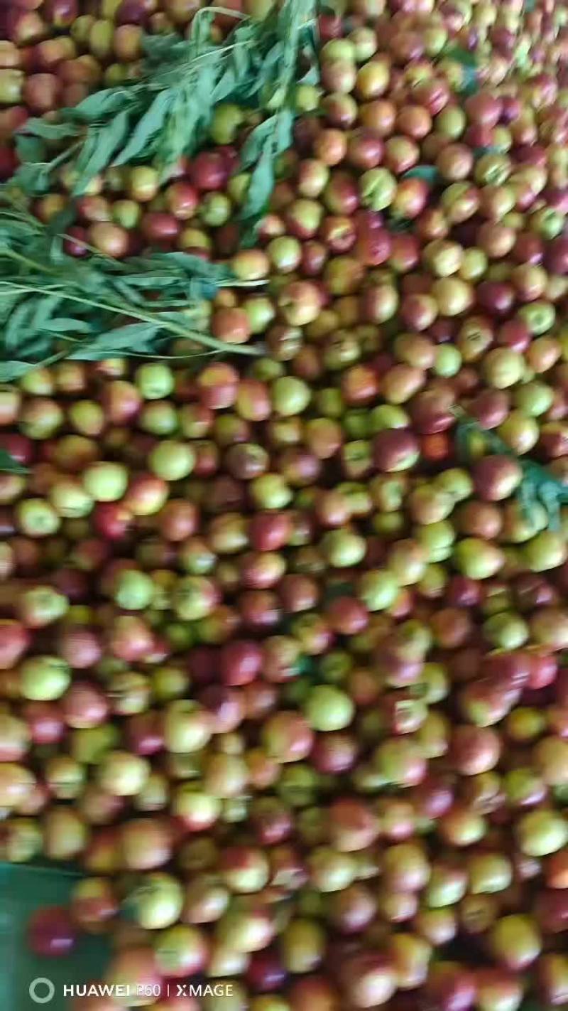 中油19