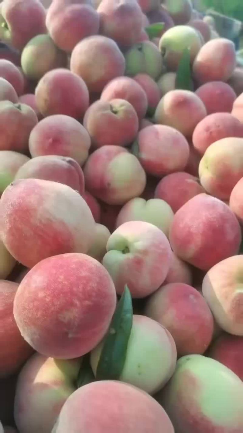 红丰