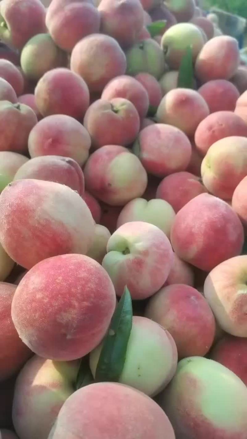 红丰