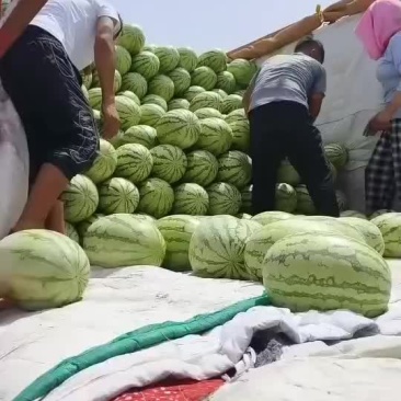西瓜