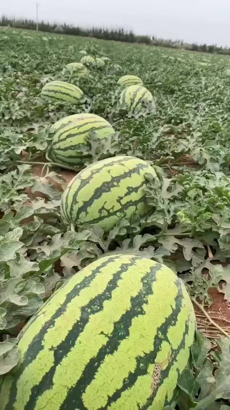 西瓜