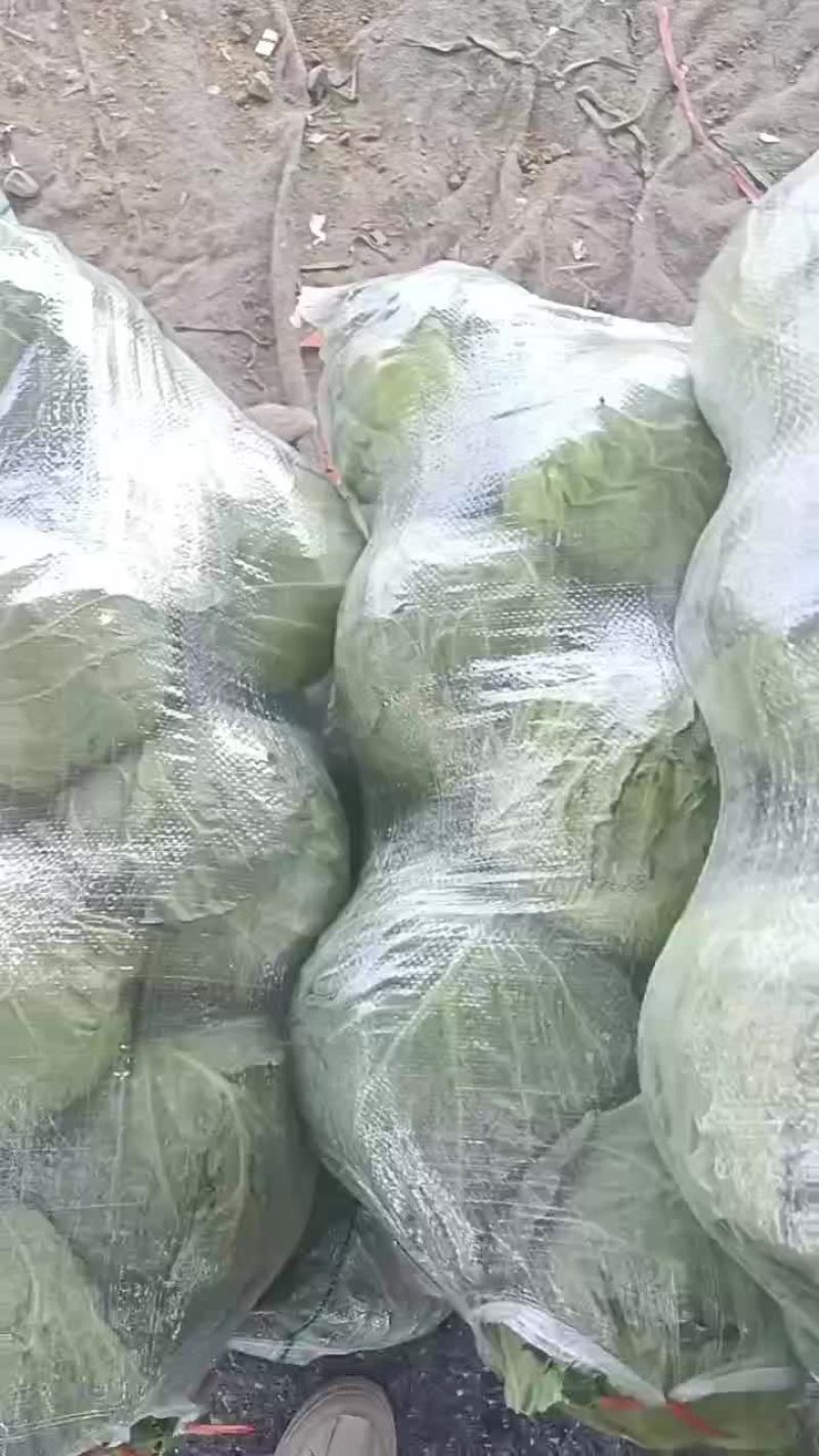 精品甘篮