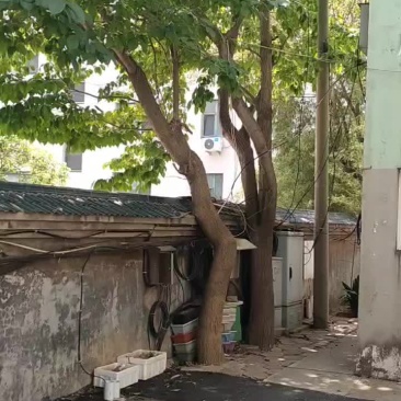 杜仲树、自已上门来杀！