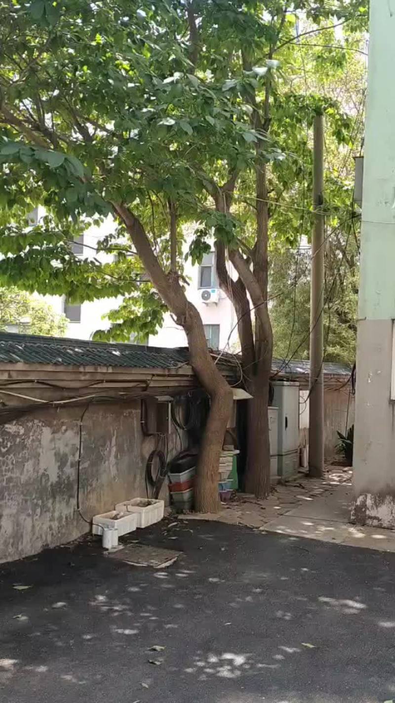 杜仲树、自已上门来杀！