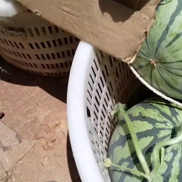 直生苗美都