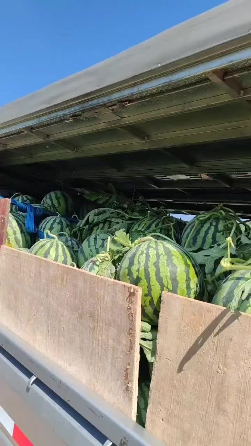 直生苗美都