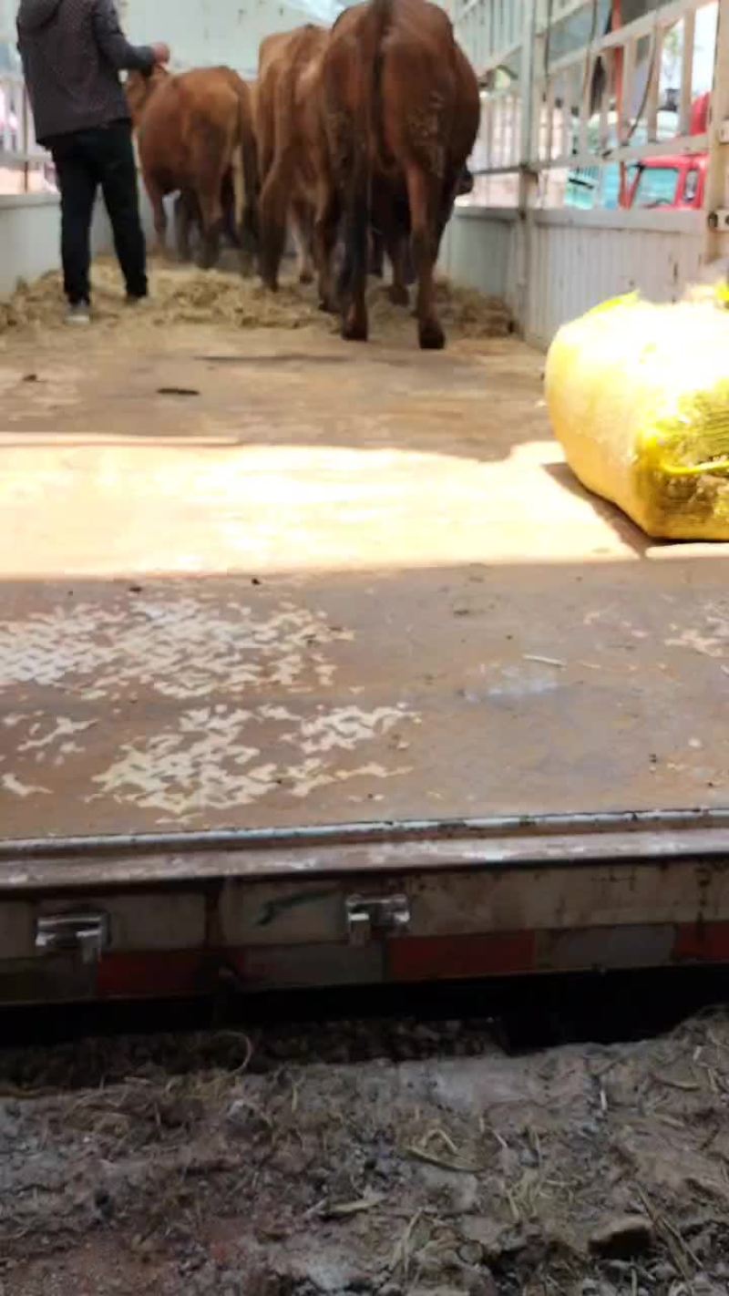 高山农户散养半膘以上9元一斤过秤