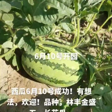 四川南充市蓬安县，一百亩，嘉陵江水灌溉，人工铺砂石硒砂瓜