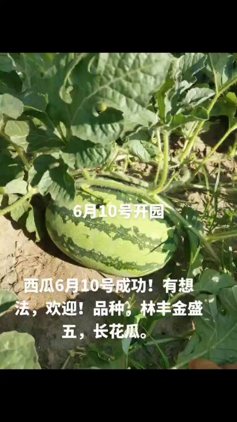 四川南充市蓬安县，一百亩，嘉陵江水灌溉，人工铺砂石硒砂瓜
