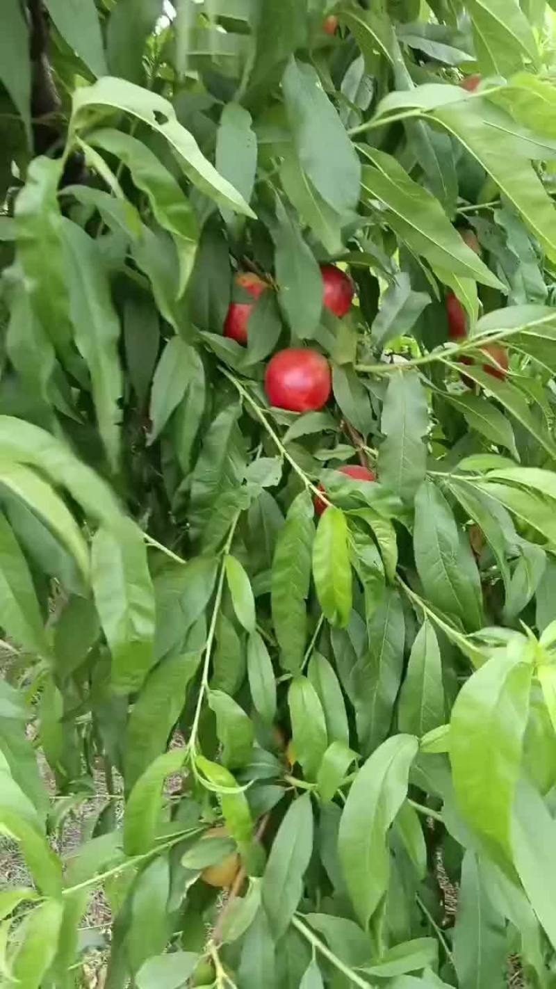桃，油挑，毛桃大量上市