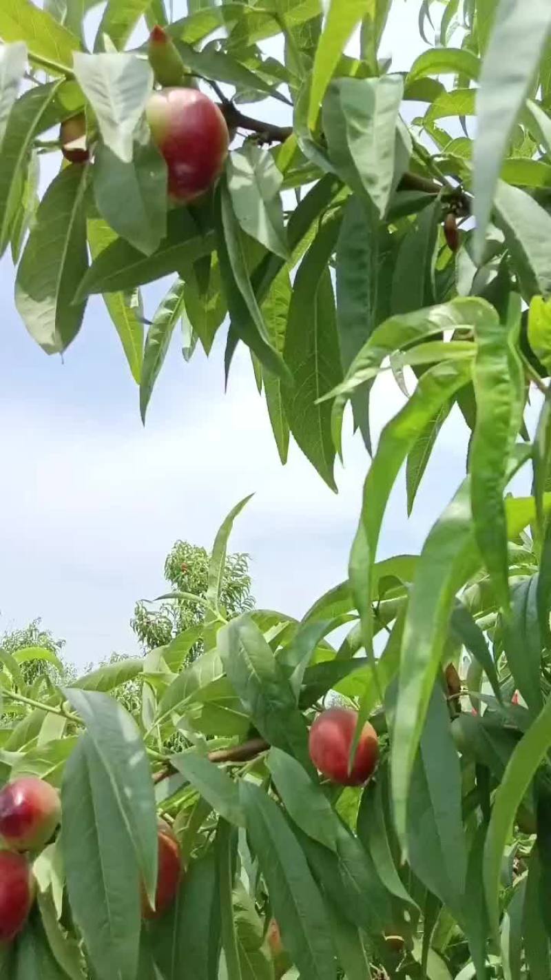 桃，油挑，毛桃大量上市