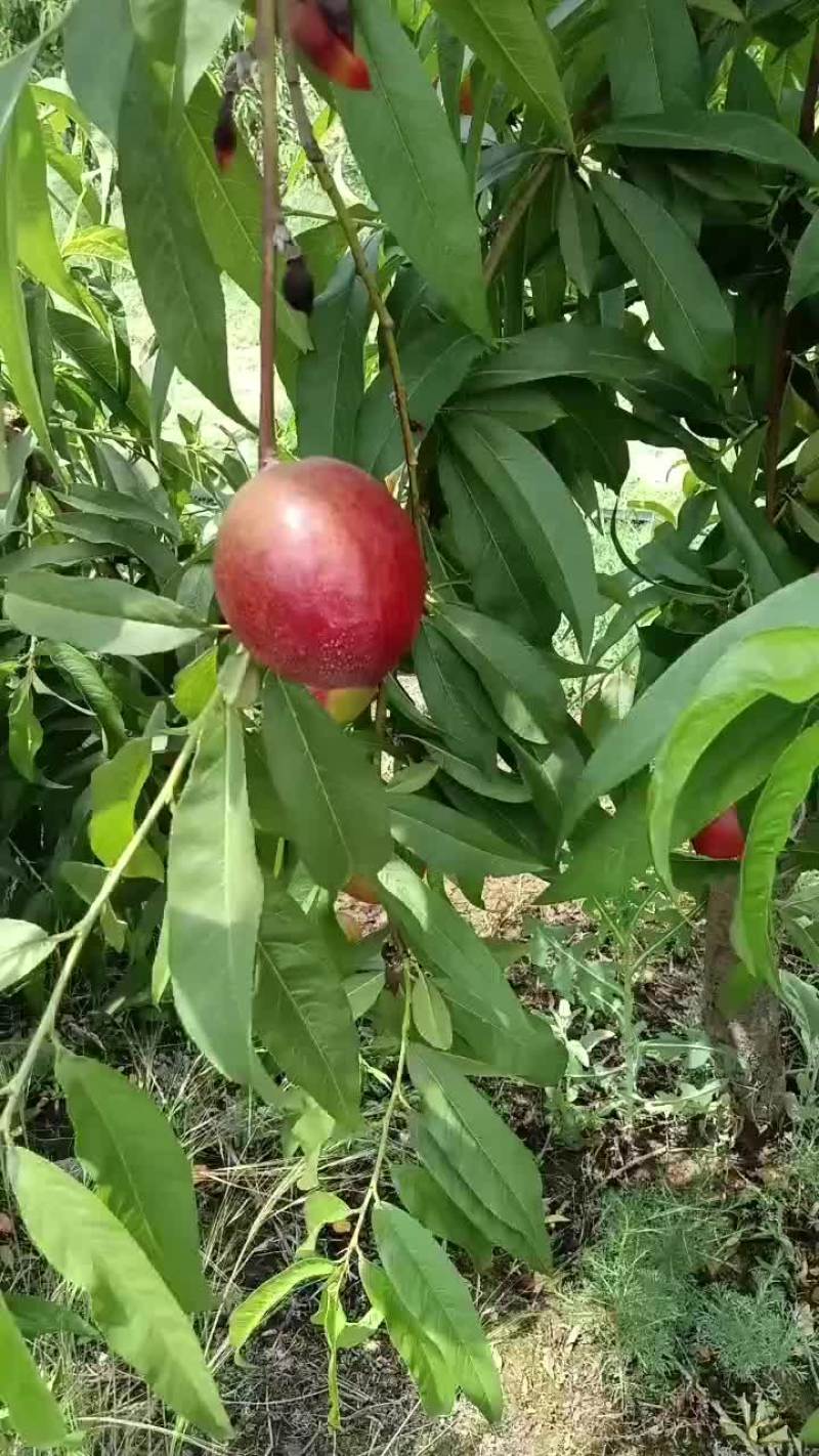 桃，油挑，毛桃大量上市